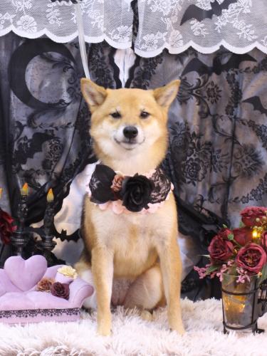 20231011リンちゃん